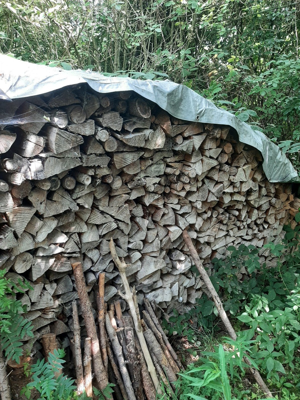 Droog brandhout van sparrebomen, Ophalen