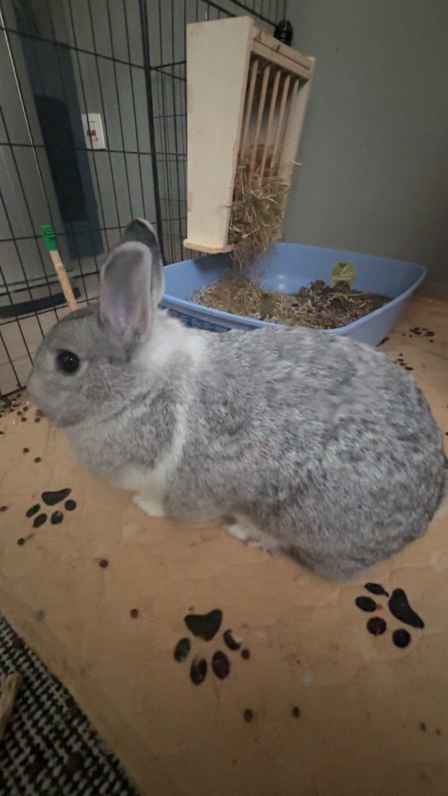 Lief konijn te koop., Dieren en Toebehoren, Vrouwelijk, Klein, 0 tot 2 jaar