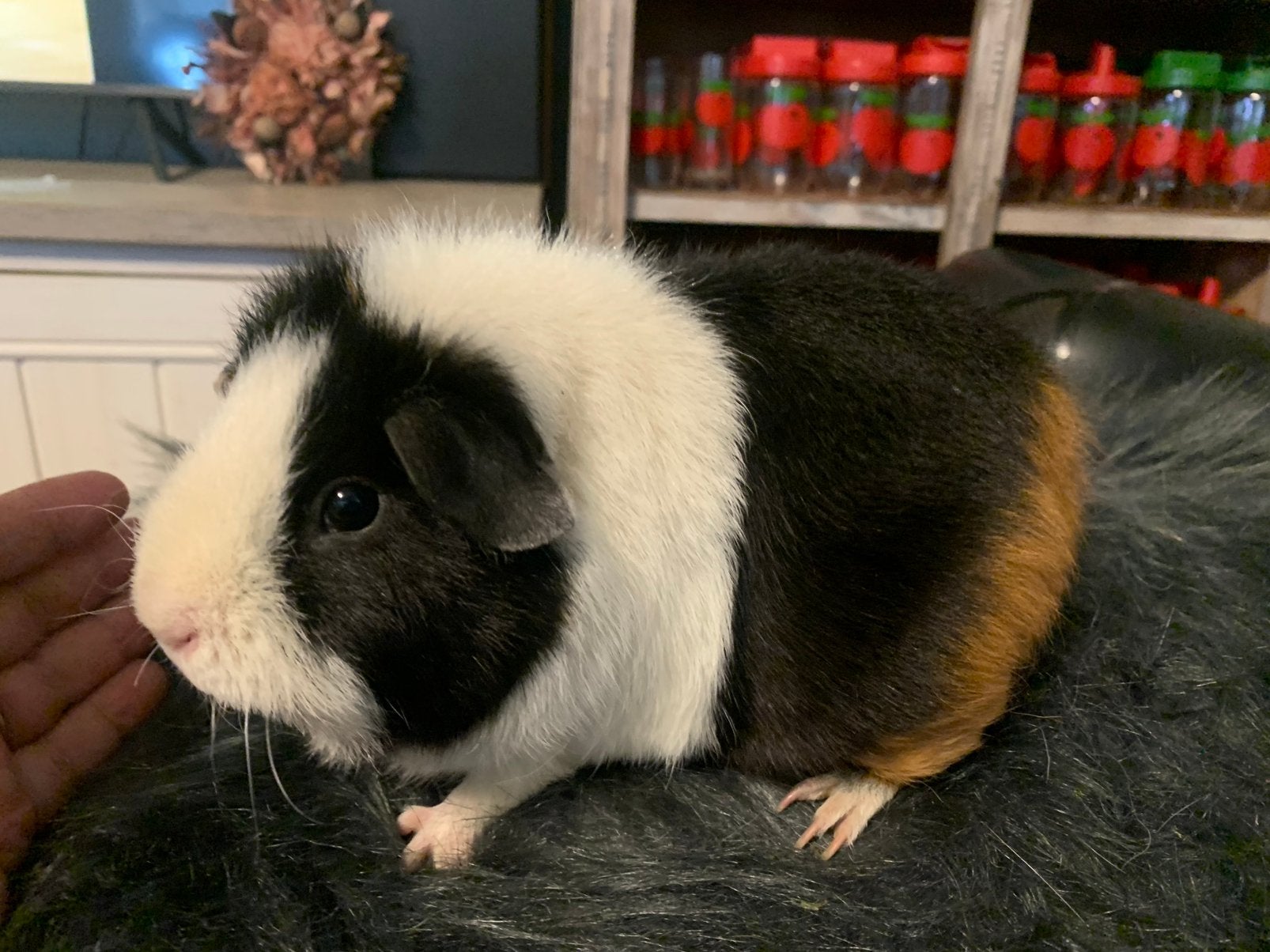 Lieve cavia’s wegens stopzetting ras/kleur (zeugje/Beertje), Dieren en Toebehoren, Knaagdieren, Meerdere dieren, Tam, Maart, Cavia