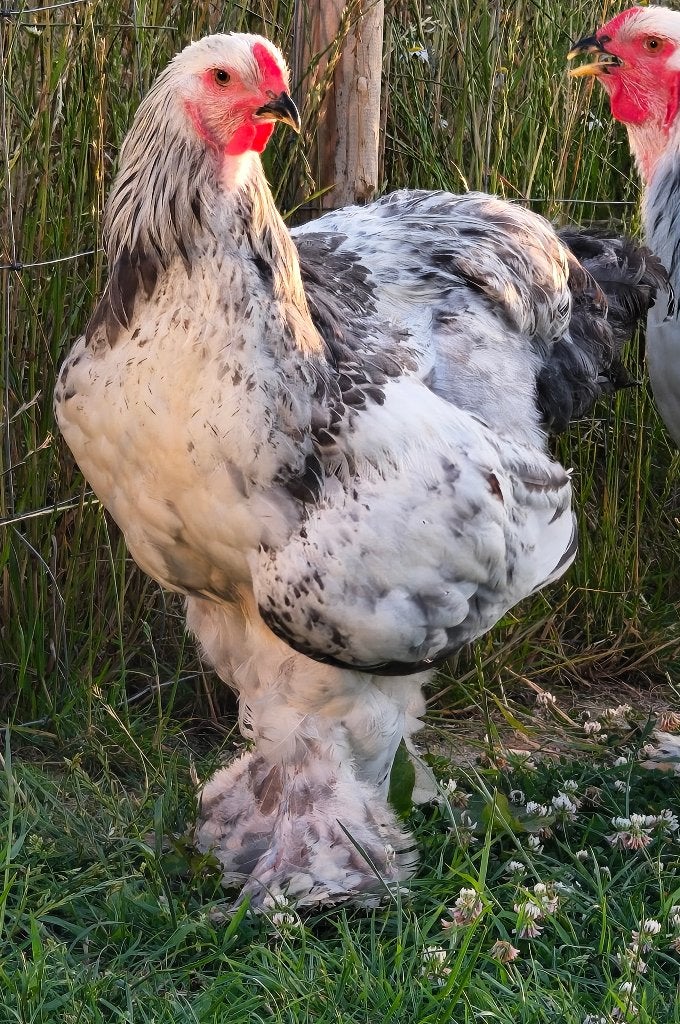 Coq Brahma blanc 3 mois herminé bleu/noir dilué, Animaux & Accessoires, Enlèvement