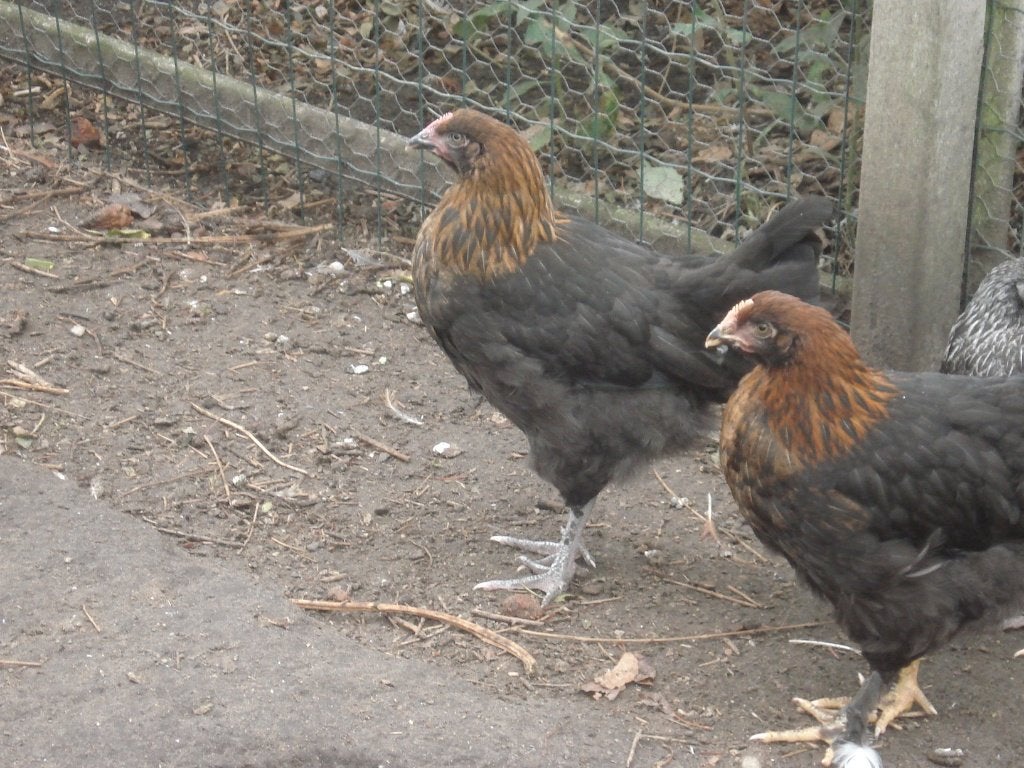 zwarte koperhals hen, Femelle, Poule ou poulet