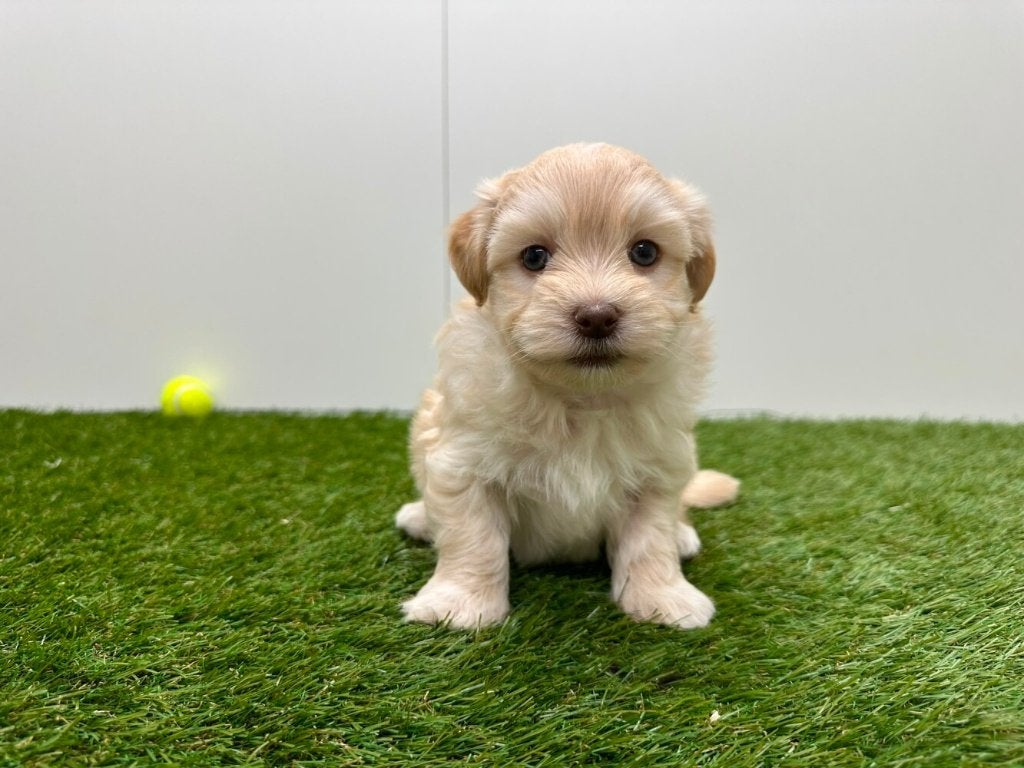Portée de chiots Bichon Havanais, Animaux & Accessoires, Chiens | Chihuahuas & Chiens de compagnie, Maladie de Carré (chiens)
