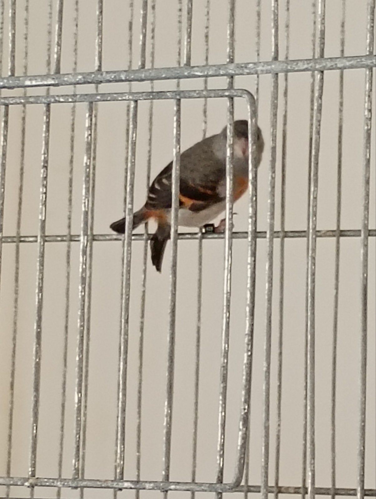 1 paar sissen Venezuela klassieke vrouwelijke verdunde manne, Meerdere dieren, Tropenvogel, Geringd