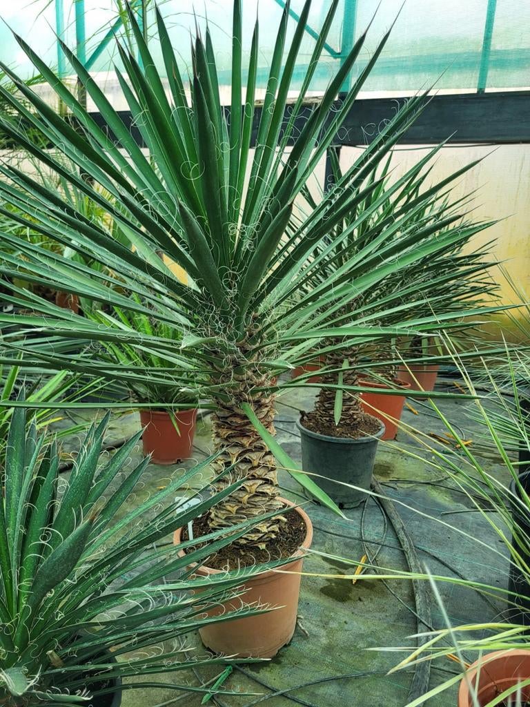 Yucca filifera, hauteur 75 cm, Enlèvement