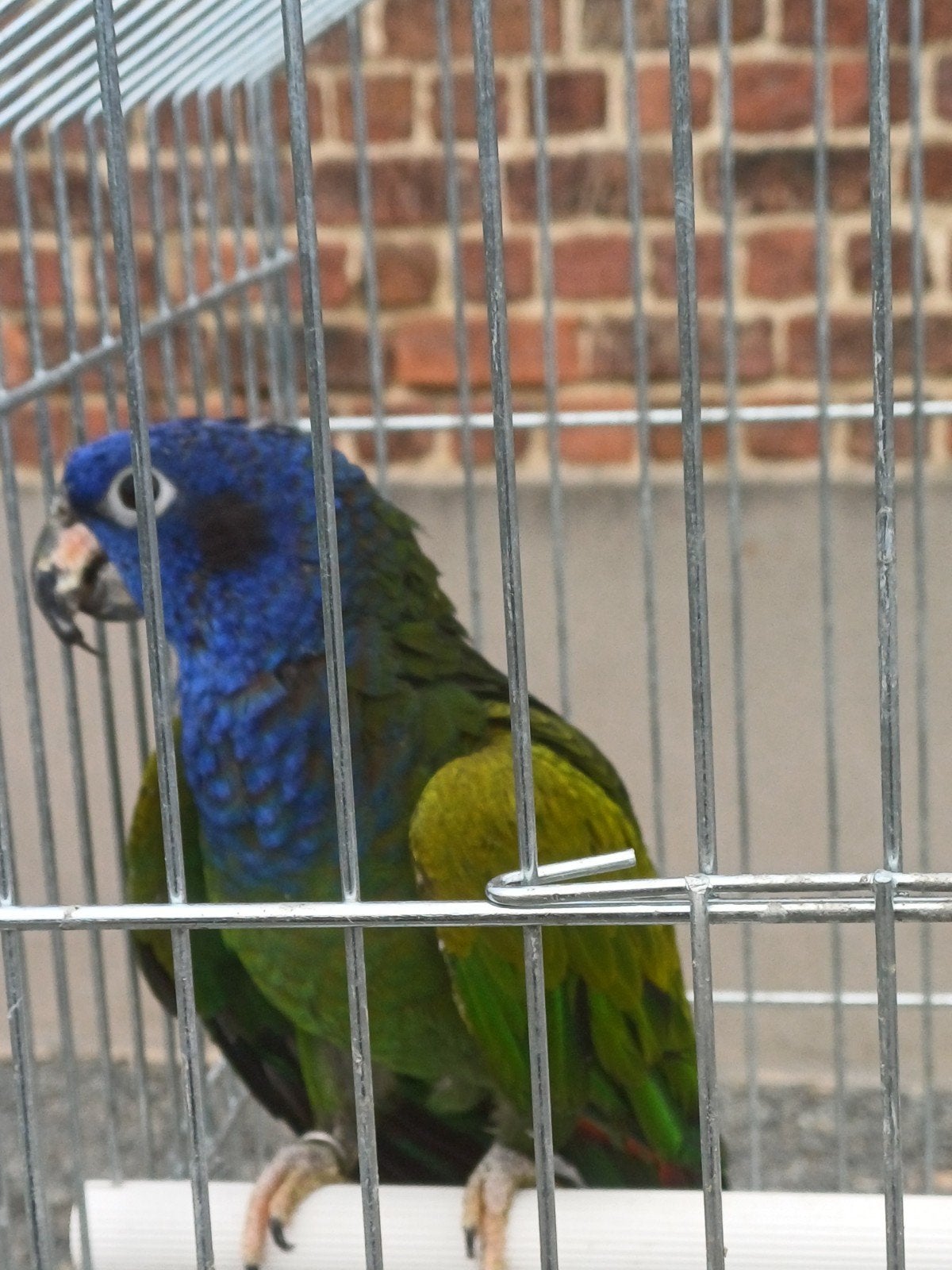 1-1 Pionus Menstruus 2010-2008, Animaux & Accessoires, Plusieurs animaux, Perroquet, Bagué