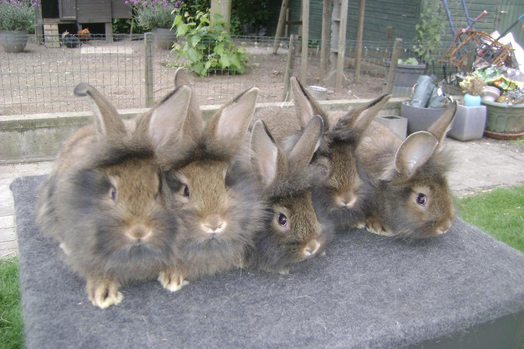 Baardkonijn, Dieren en Toebehoren, Konijnen, Middelgroot, Meerdere dieren