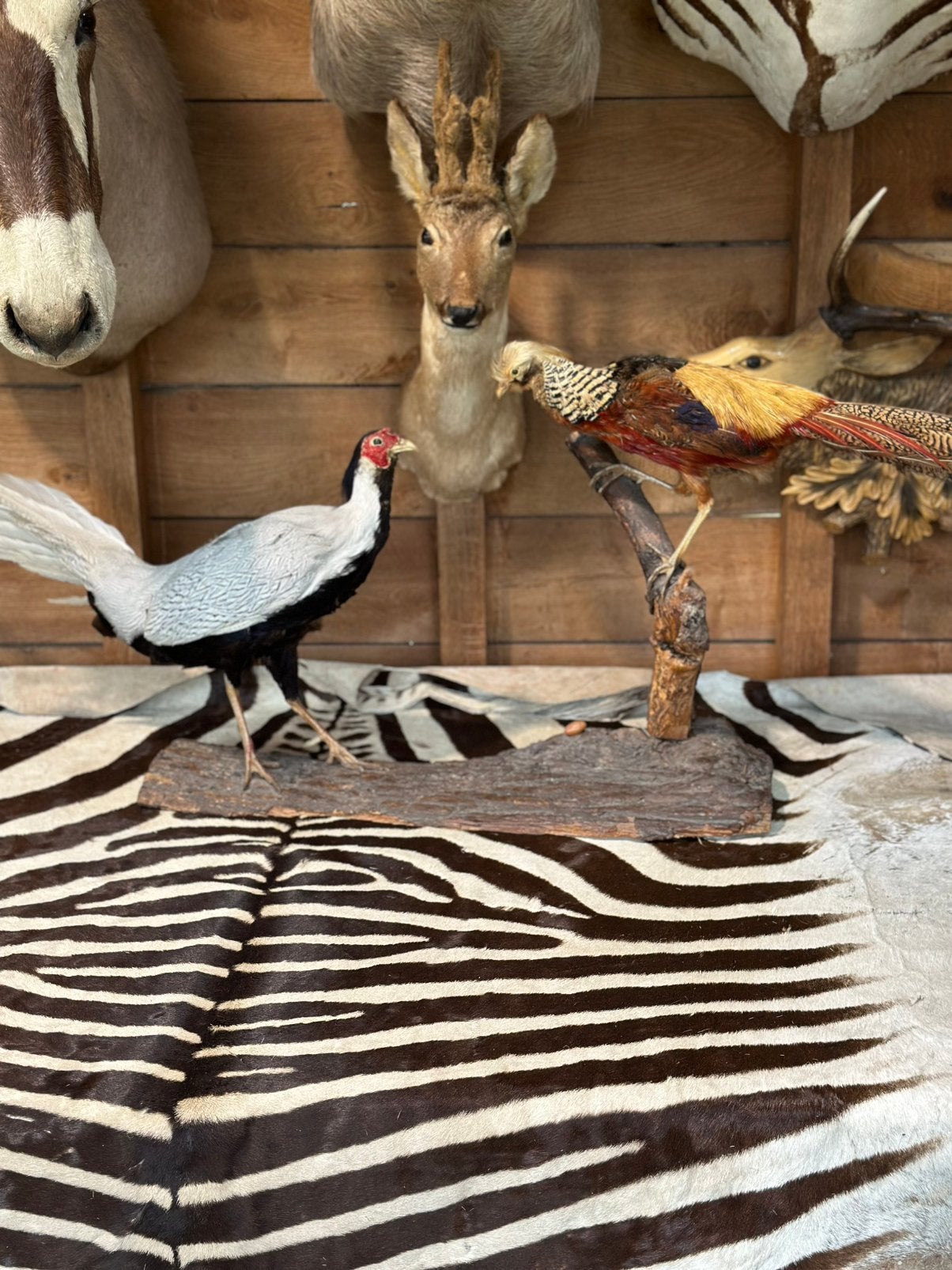Jacht trofee taxidermie, Ophalen
