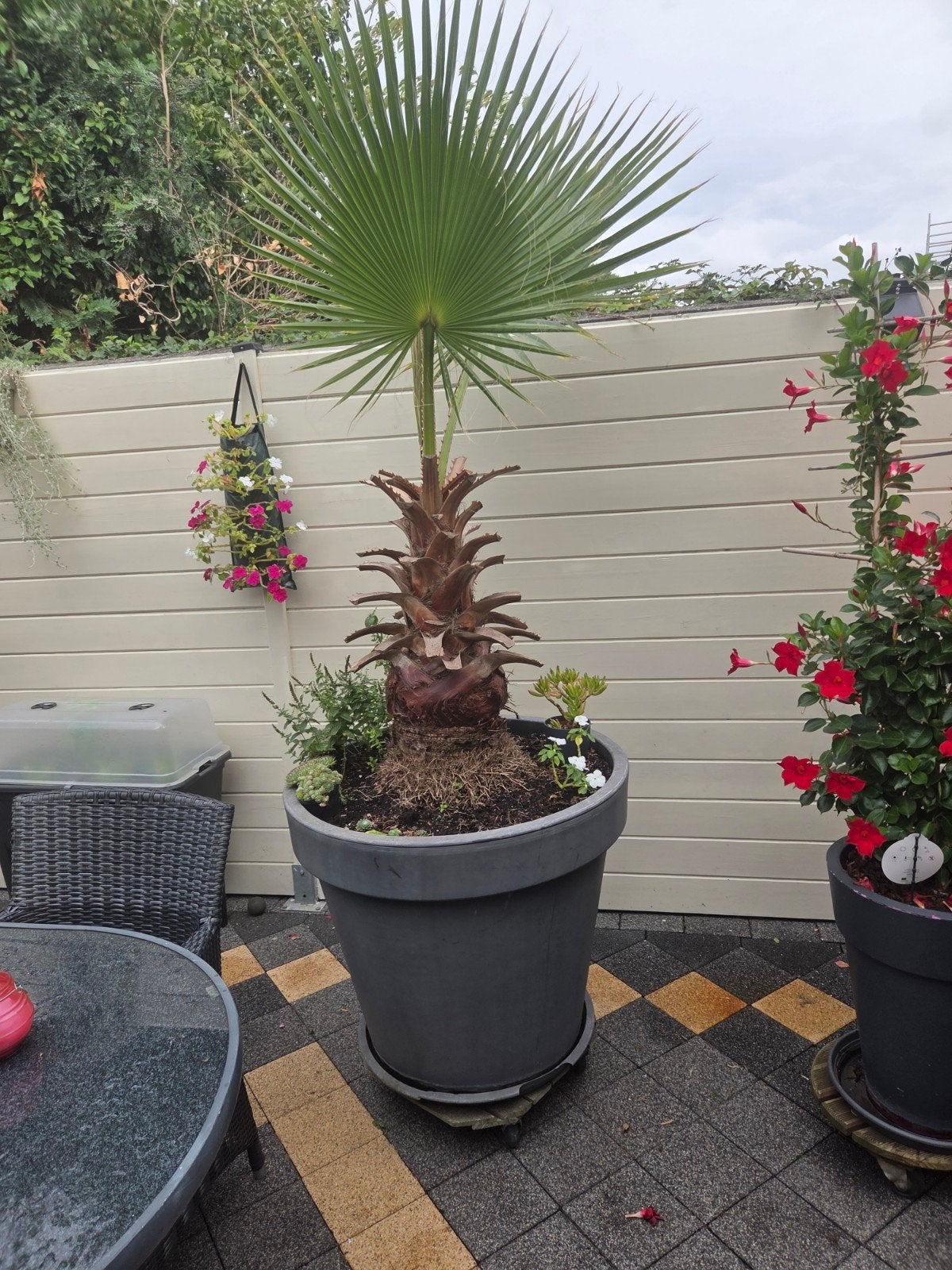 te koop, Tuin en Terras, Ophalen, Palmboom, 100 tot 250 cm