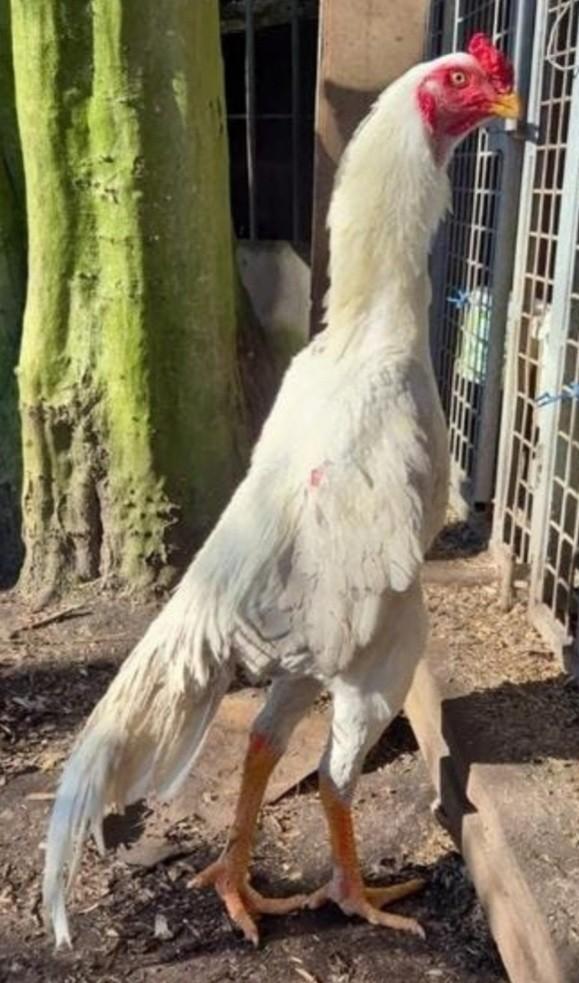 Shamo, Dieren en Toebehoren, Pluimvee