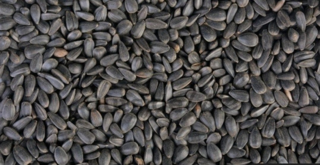 Graines de tournesol noires 1kg - Boutique et boutique en li, Enlèvement
