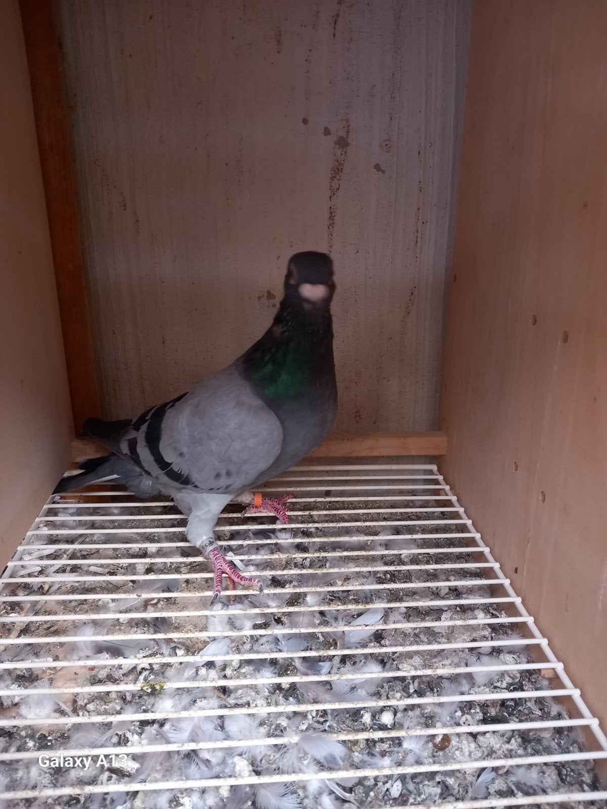 Stamboom duiven tekoop, Dieren en Toebehoren, Meerdere dieren, Postduif