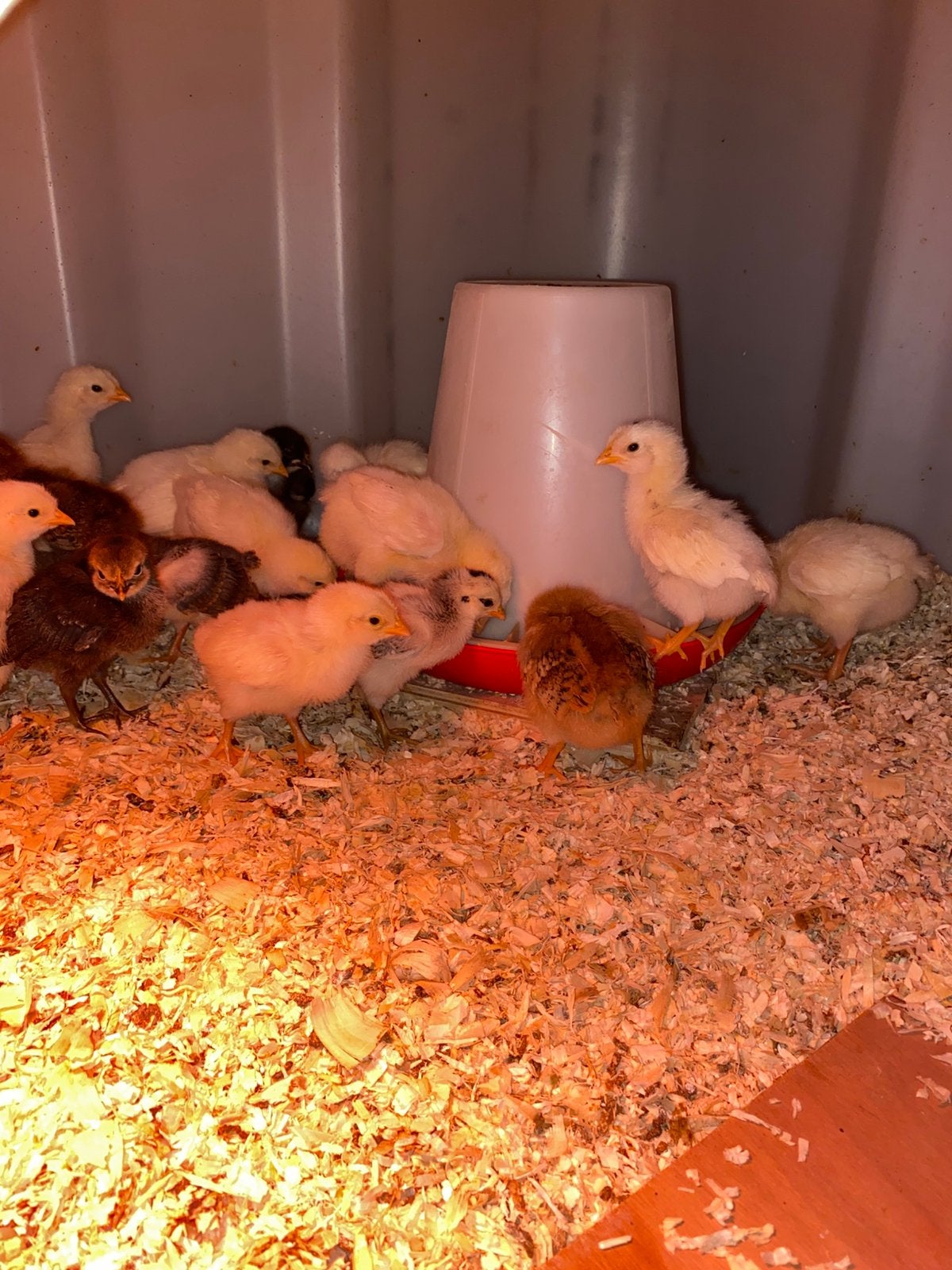 Kuikens legkippen en ardeensekippen