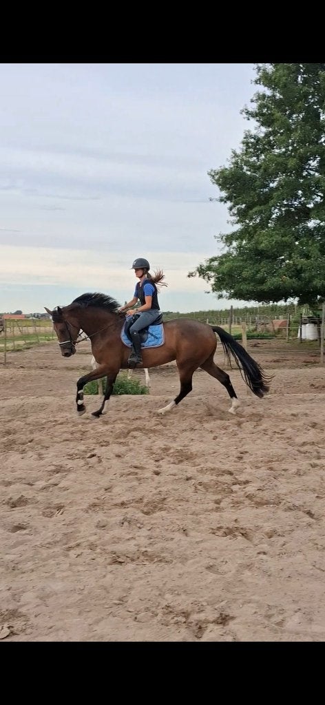 Knappe 3 jarige ruin, Cheval de dressage, 175 cm ou plus, Débourré, 3 à 6 ans