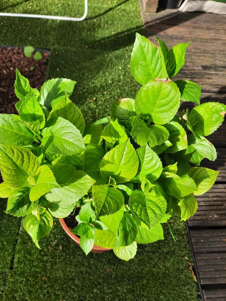 Hortensia in pot altijd buiten gestaan kleur wit, Tuin en Terras, Ophalen