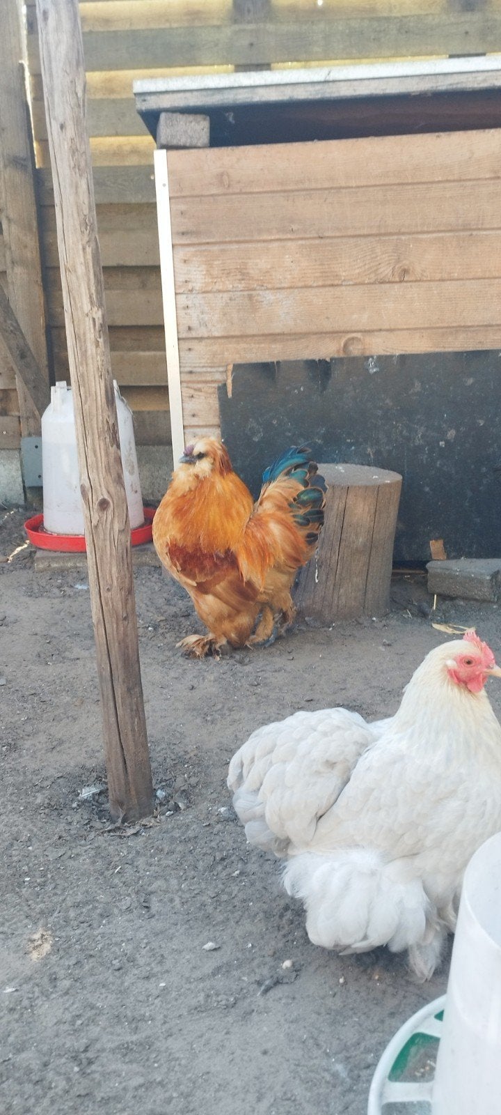 gratis usa zijdehoenders haan, Dieren en Toebehoren, Mannelijk, Kip