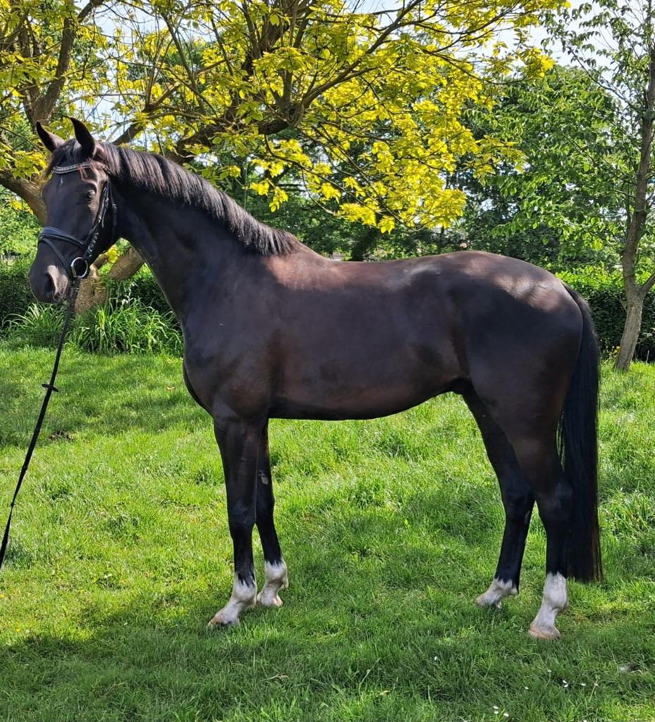 4 jarige ruin met charisma, Dieren en Toebehoren, Paarden, Ruin, B