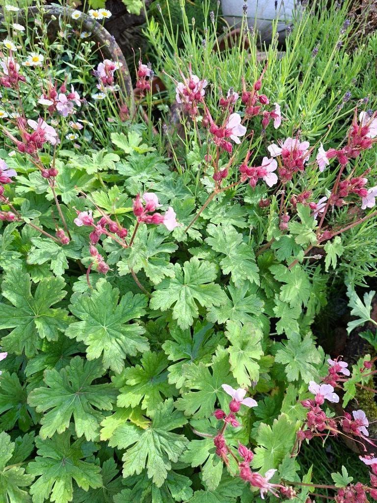 GERANIUM VIVACE, Tuin en Terras, Ophalen, Bodembedekkers, Volle zon, Vaste plant
