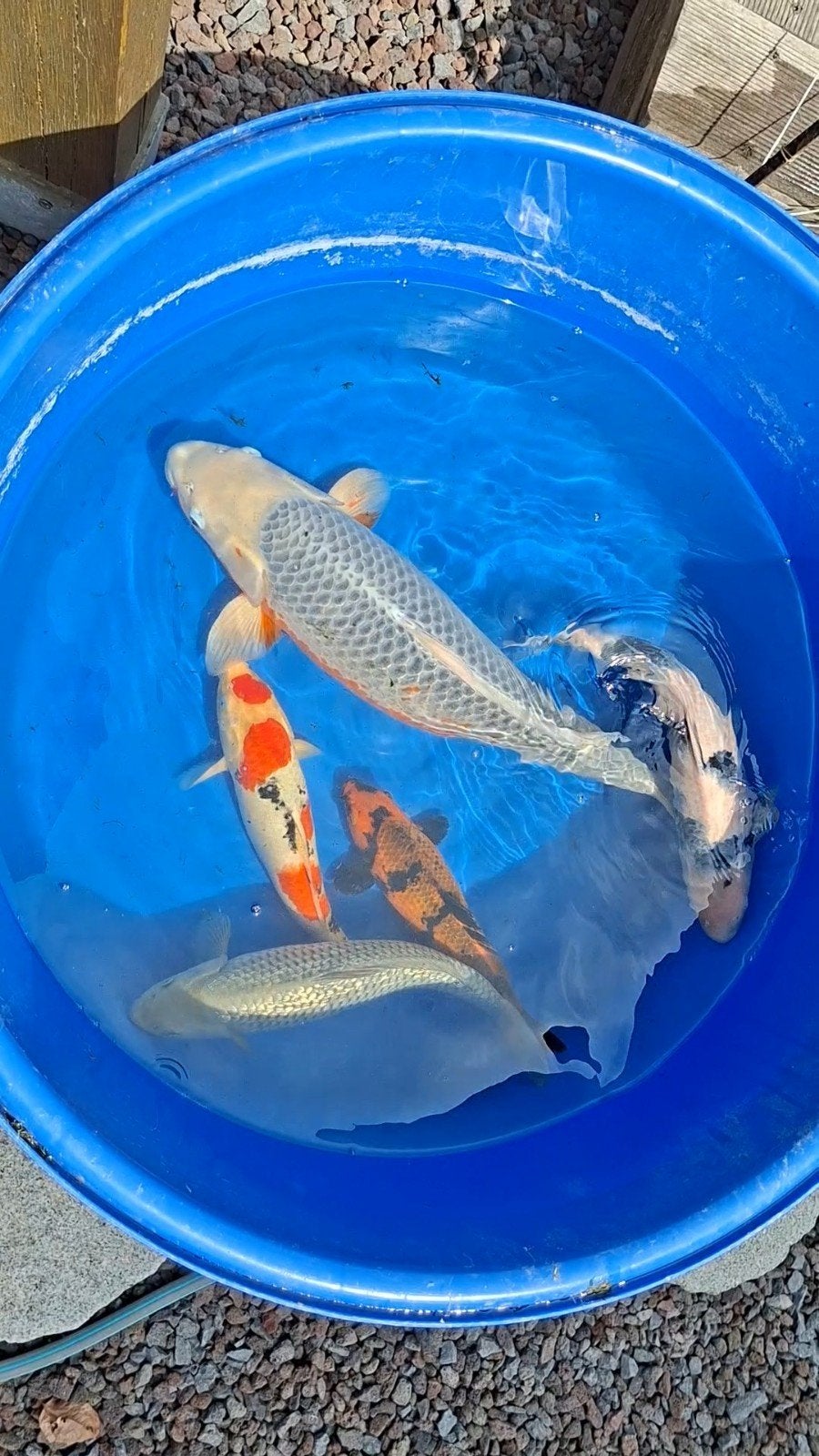 Japanse koi maruten sanke, Dieren en Toebehoren, Vissen | Vijvervissen, Karper of Koi
