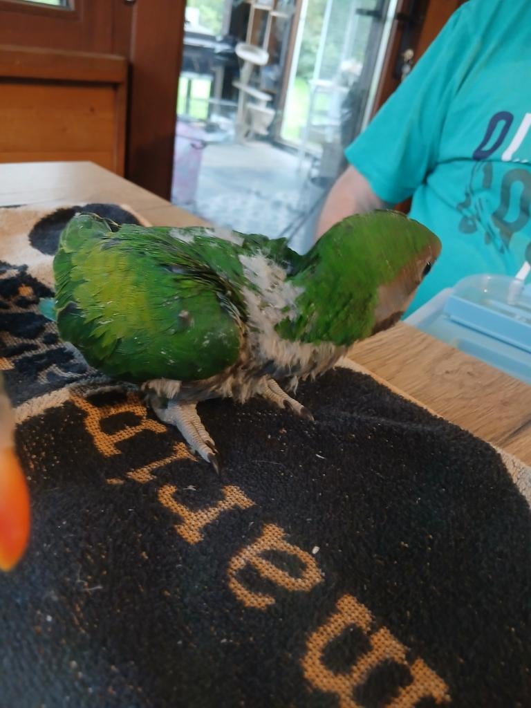 Derbayans voor handopfok, Dieren en Toebehoren, Geslacht onbekend, Parkiet, Geringd
