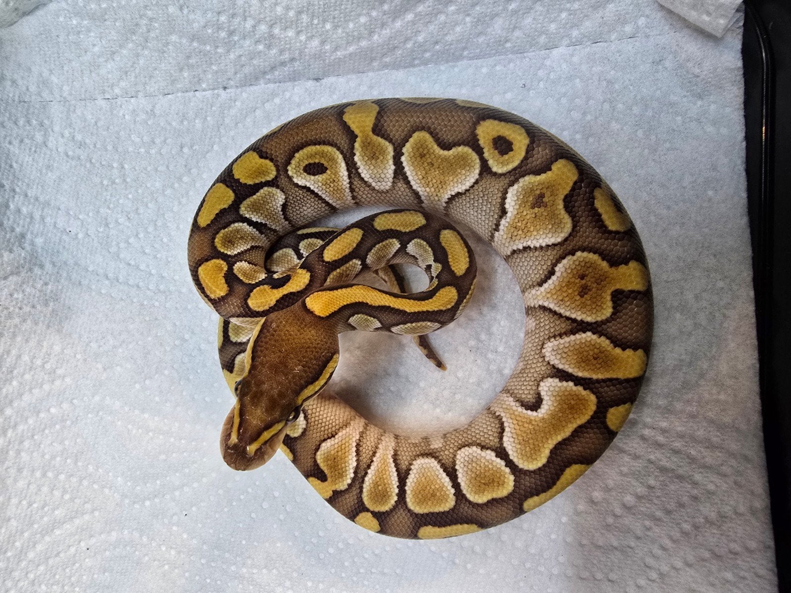 Koningspython (Python regius) – Nederlandse nakweek 2026

O Ball Python photo 8