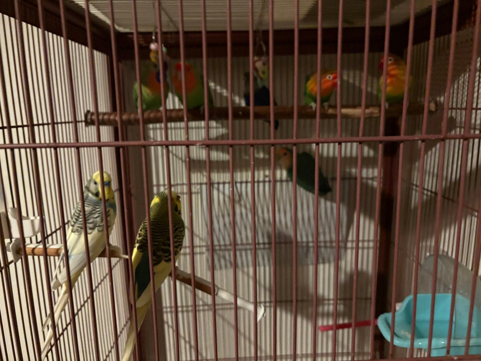 Vogels, Dieren en Toebehoren, Vogels | Parkieten en Papegaaien