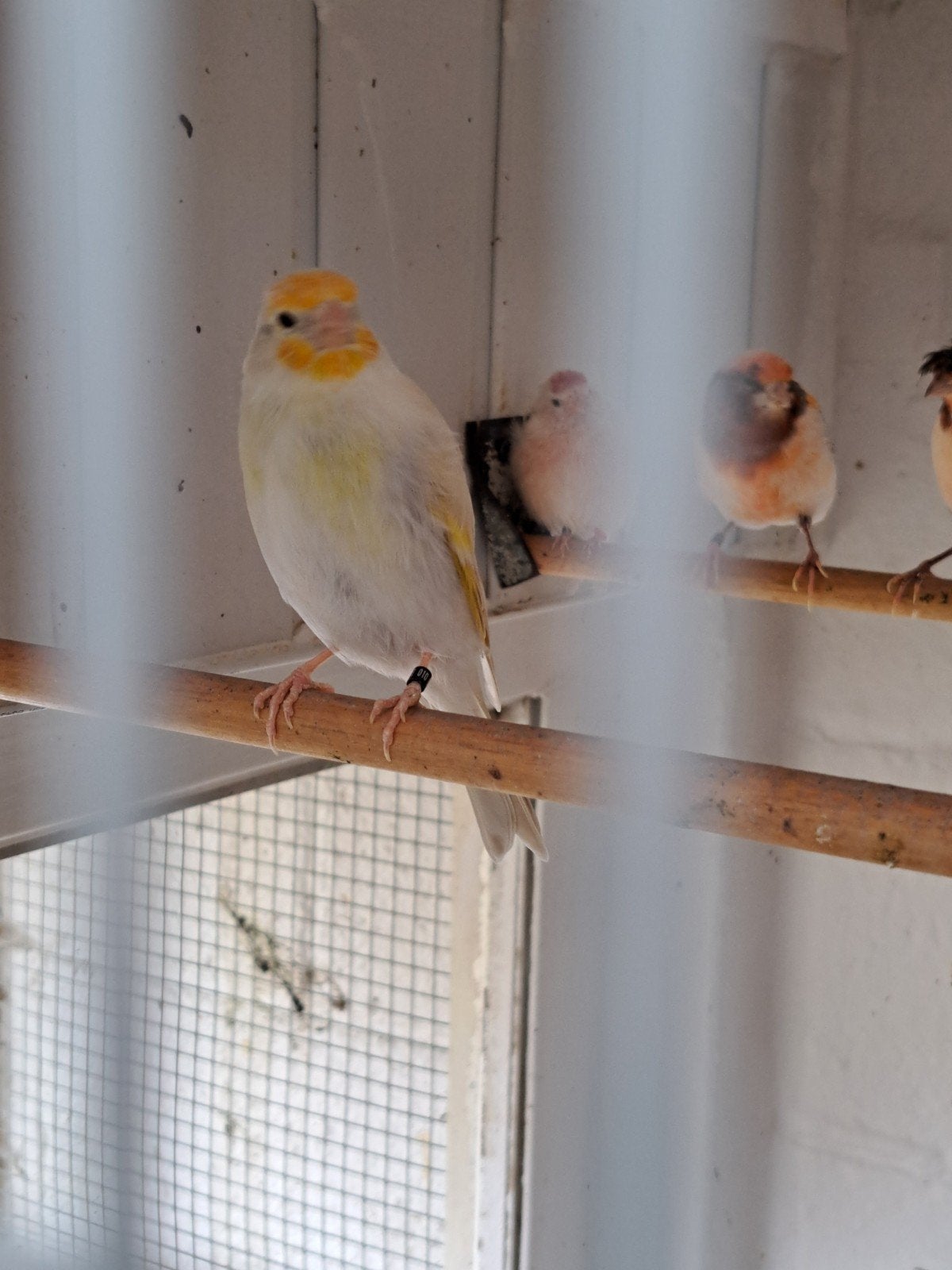 a vendre femelle métis chardonneret x canaris :25€, Femelle