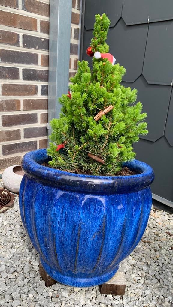 Pot avec conifère, Jardin & Terrasse, Enlèvement, Comme neuf, Terracotta