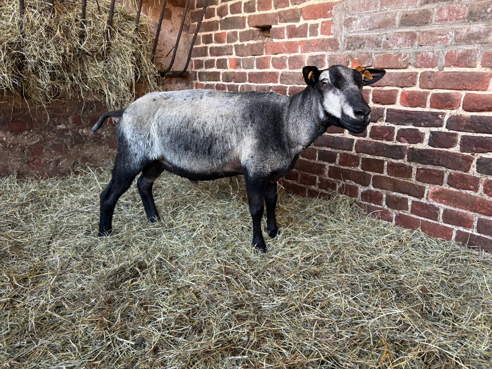 Bélier à tête de blaireau, Animaux & Accessoires, Mâle, Mouton, 0 à 2 ans
