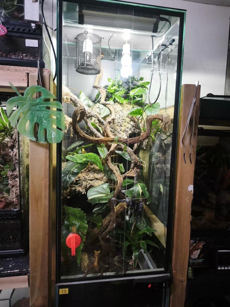 Grote complete opstelling 40x60x120 Jungle Mood+ inzittenden, Dieren en Toebehoren, Ophalen, Zo goed als nieuw, Terrarium of Paludarium