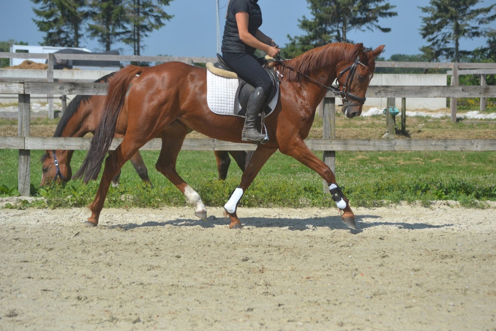 super lieve kwpn merrie, Dieren en Toebehoren, Merrie