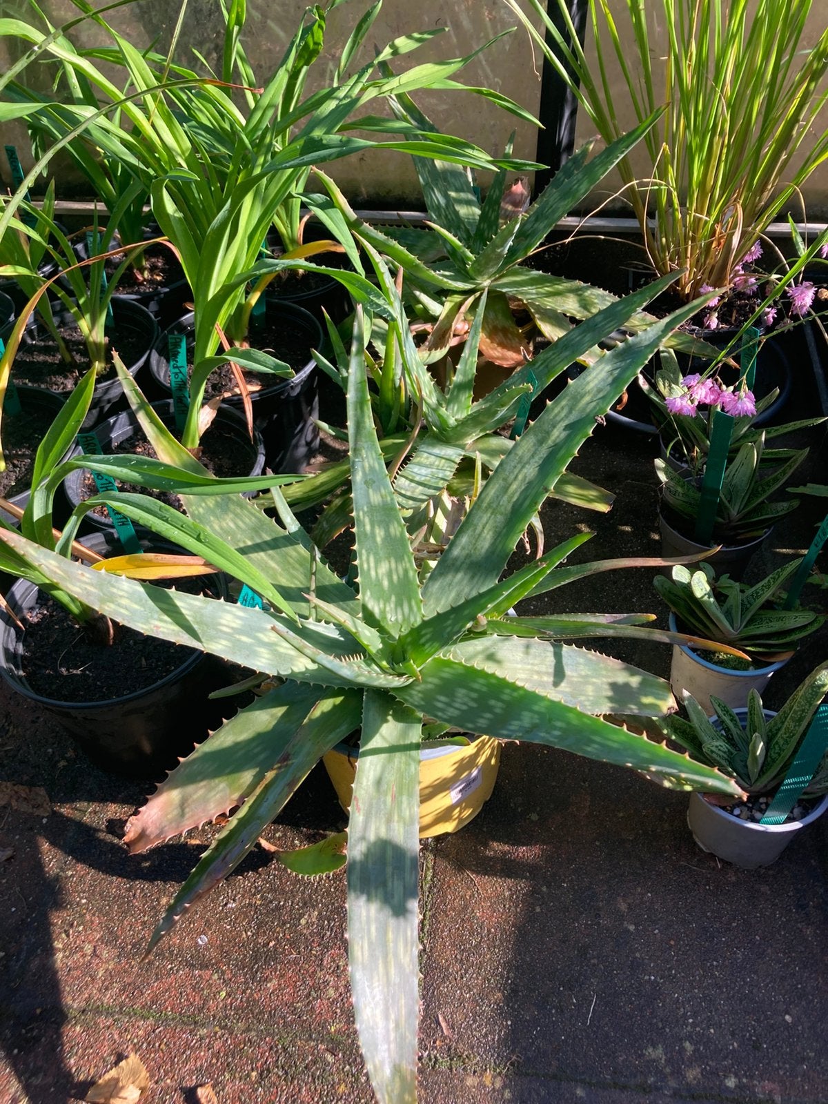 Agave ., Tuin en Terras, Ophalen