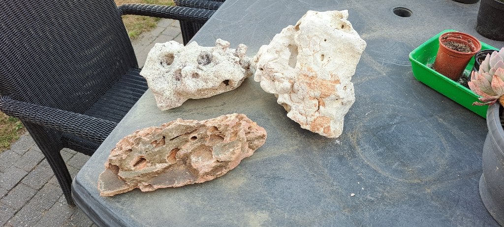vissen, Dieren en Toebehoren, Ophalen of Verzenden