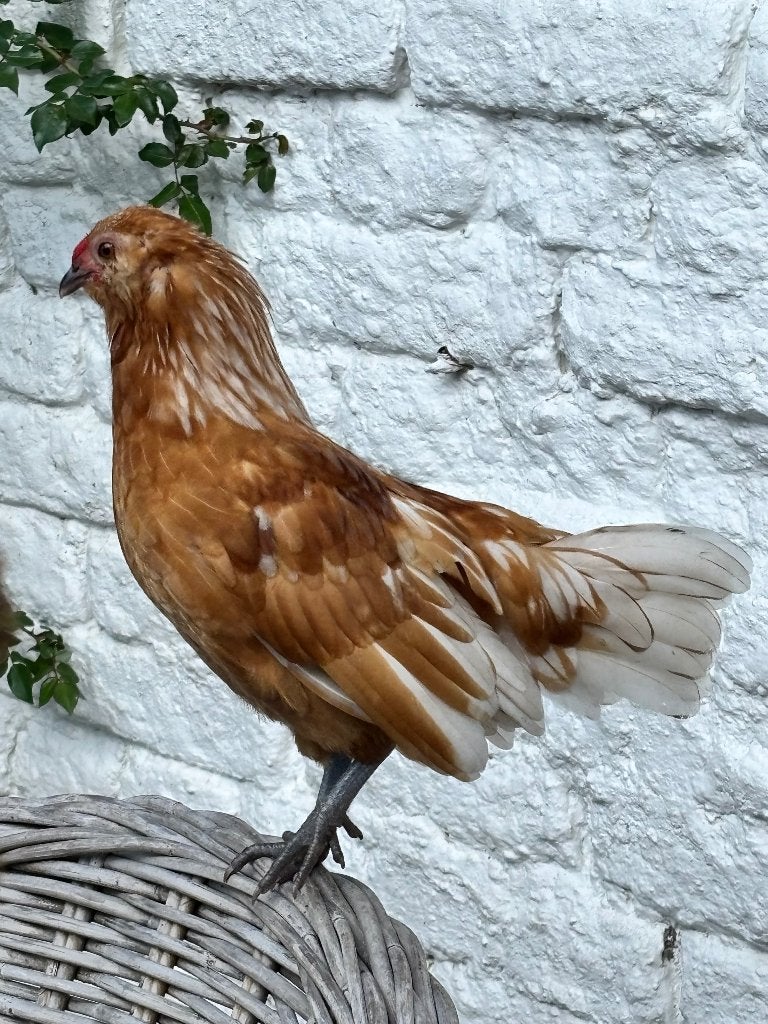 2 Antwerpse baardkriel haantjes, Mâle, Poule ou poulet