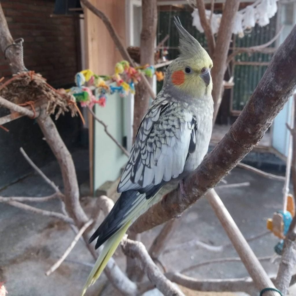 Valkparkiet, gepareld, vrouwtje, ongeringd, 2019, Dieren en Toebehoren, Vrouwelijk, Parkiet