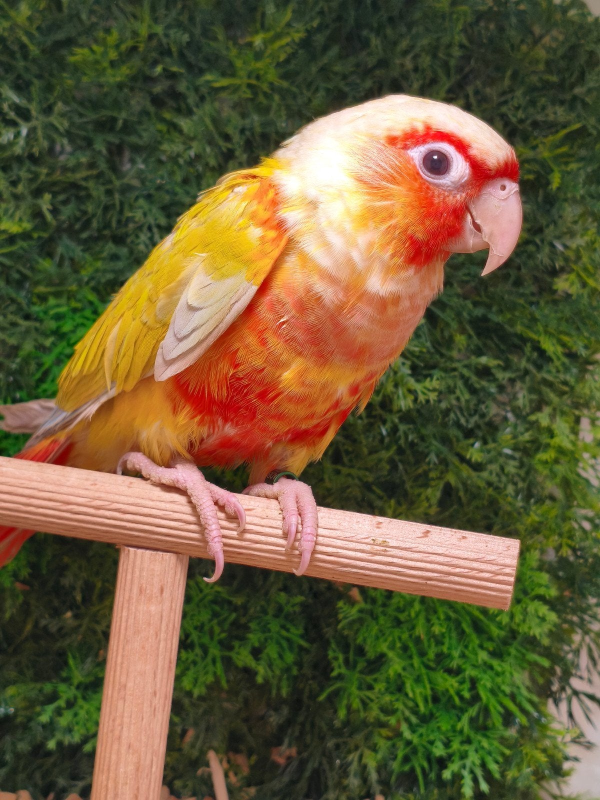 koppel Suncheek Red, Dieren en Toebehoren, Vrouwelijk, Dwergpapegaai of Agapornis, Geringd