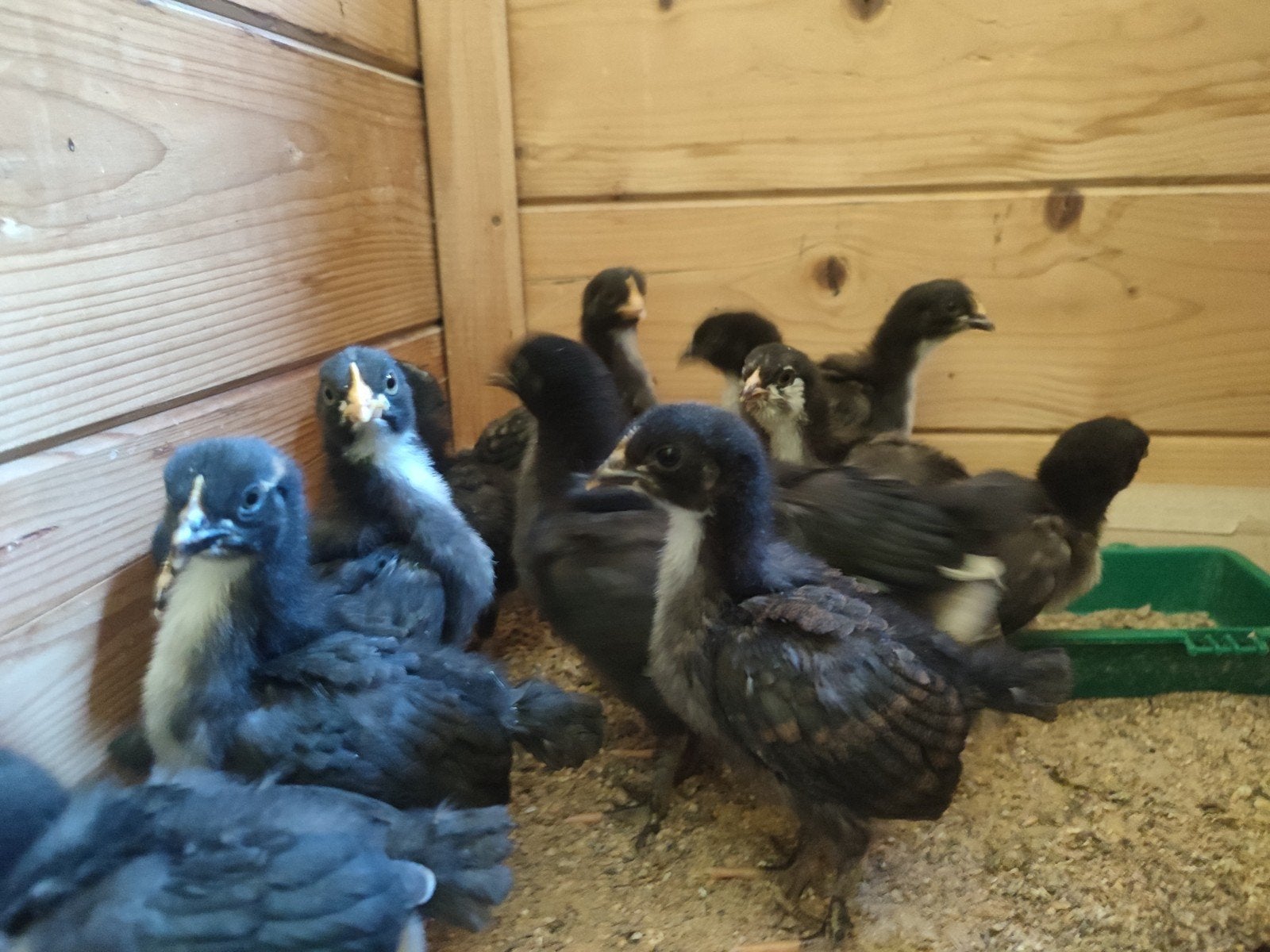 Kuikens olive eggers