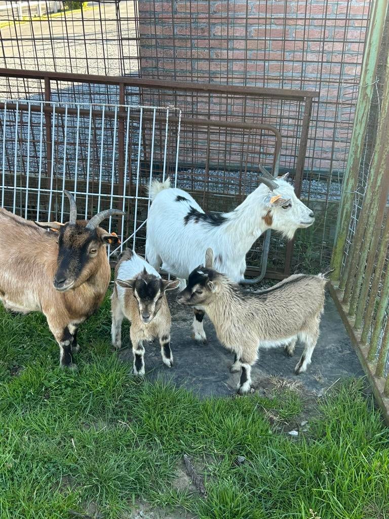 4 mooie geiten dwerggeiten, Femelle, Chèvre