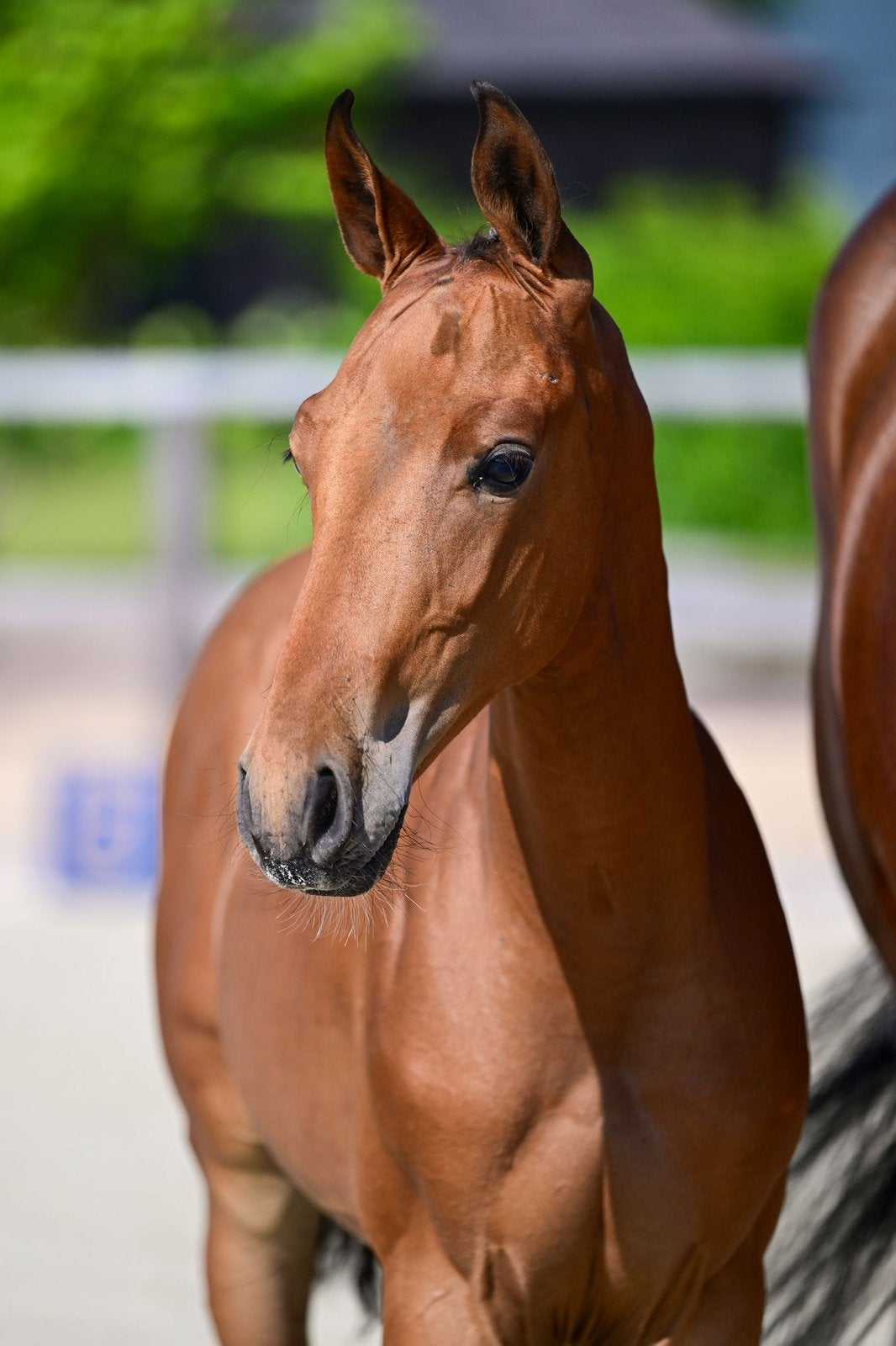 Hengstveulen van Mosito vh Hellehof, Dieren en Toebehoren, Springpaard, Met stamboom, Niet van toepassing, 0 tot 2 jaar