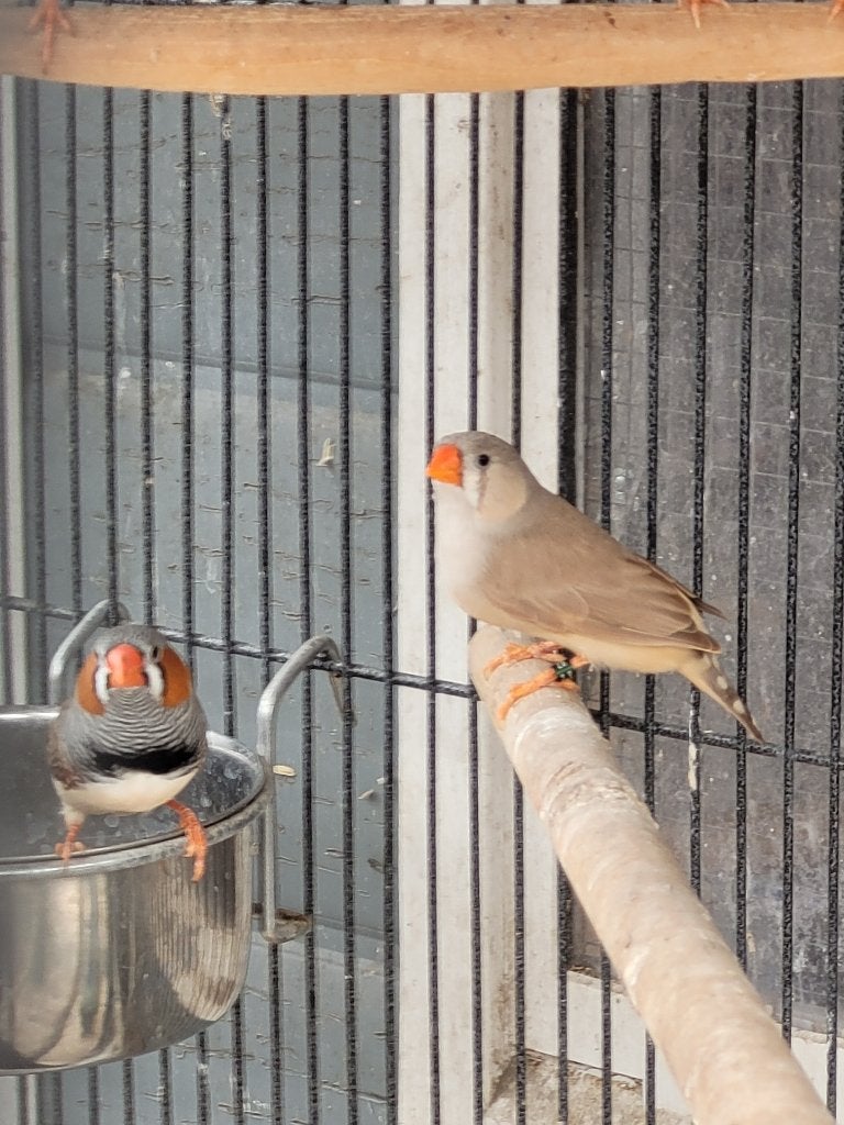 Zebravink, Dieren en Toebehoren, Vogels | Overige Vogels, Meerdere dieren, Tropenvogel, Geringd