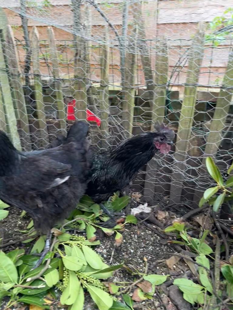 Dongxiang lukendaji, Dieren en Toebehoren, Pluimvee, Mannelijk, Kip