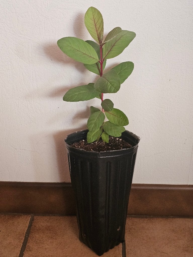 Guaveplant (Psidium guajava) – 25 cm – eigen kweek, Ophalen, Fruitplant, Volle zon, Minder dan 100 cm