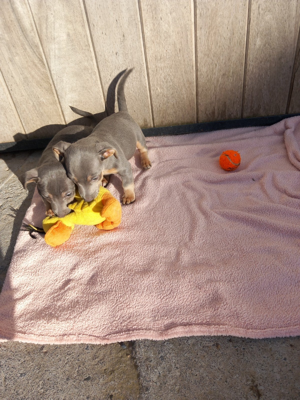 veste bleue et beige Bruxelles, Animaux & Accessoires, Chiens | Jack Russell & Terriers, Particulier, Belgique, 8 à 15 semaines