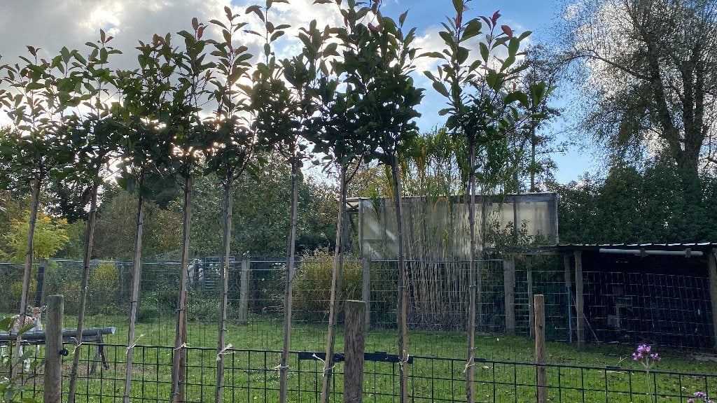 Photinia fraseri Red Robin, Ophalen, Winter, In pot, Bolboom