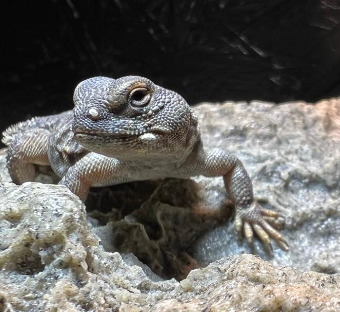 Uromastyx nigriventris flame 0.0.2, Animaux & Accessoires, Lézard, Domestique, 0 à 2 ans