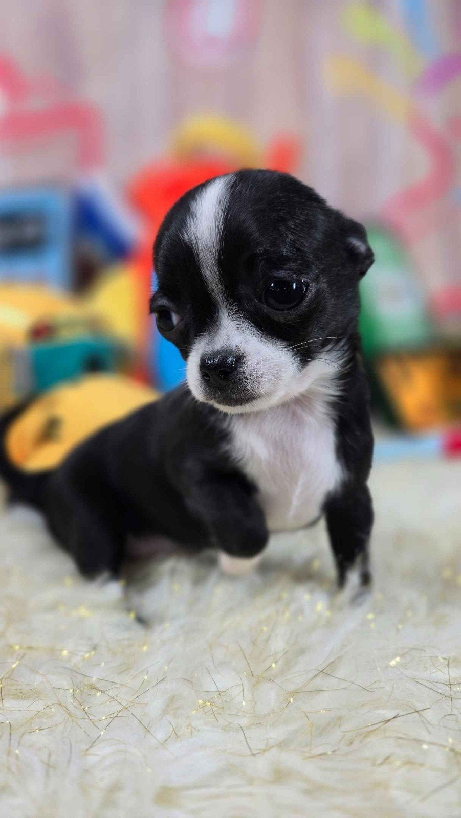 Chihuahua pups – 2 reutjes & 3 teefjes, België, Fokker | Hobbymatig, 8 tot 15 weken, Meerdere