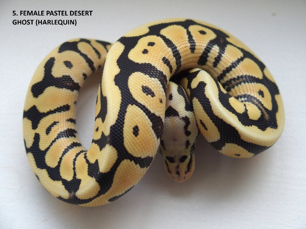 Koningspythons nakweek 2026 Ball Python photo 5