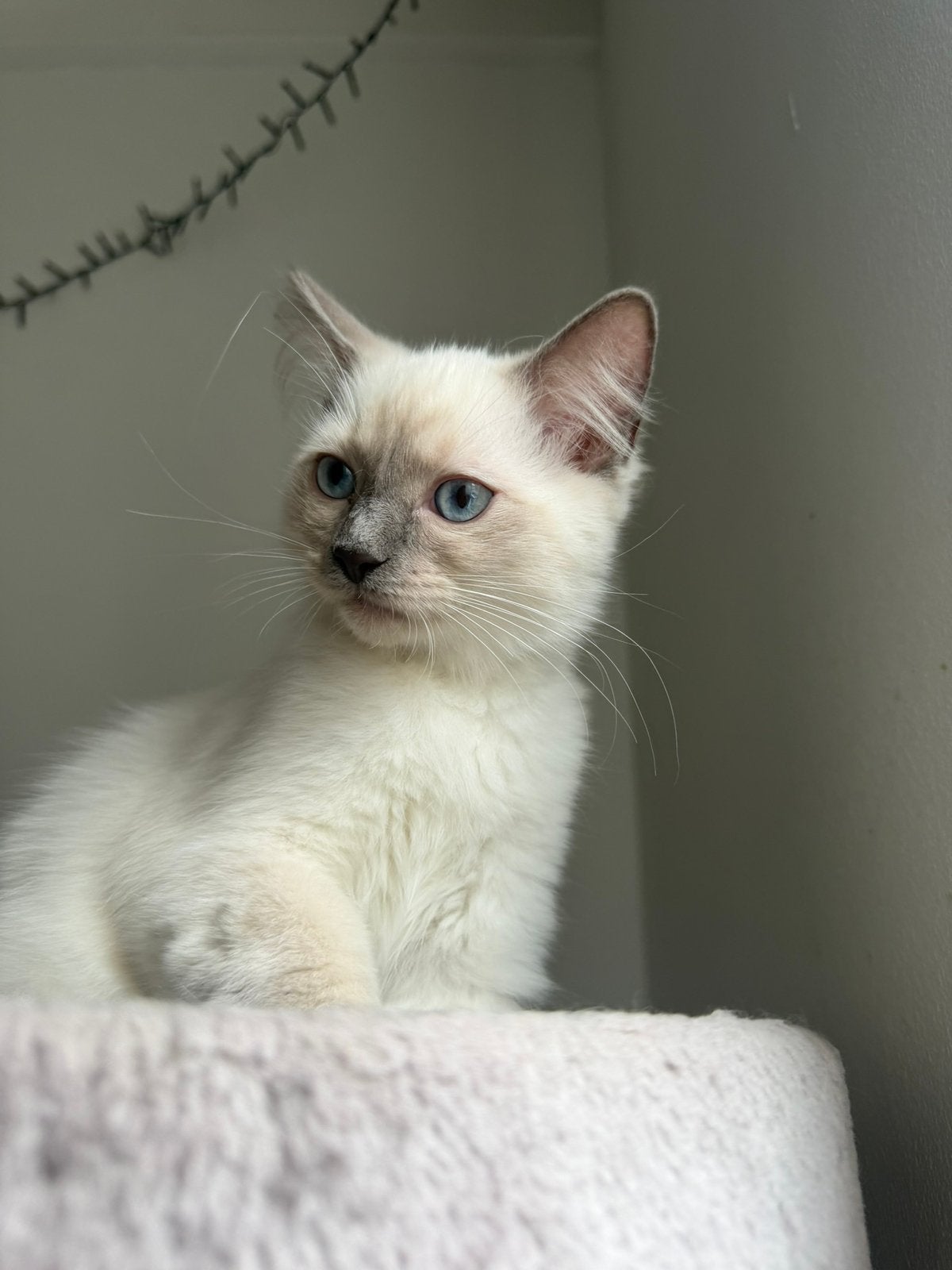 Prachtig blue point ragdoll kitten zoekt nog een thuis, Kater, Met stamboom, 0 tot 2 jaar