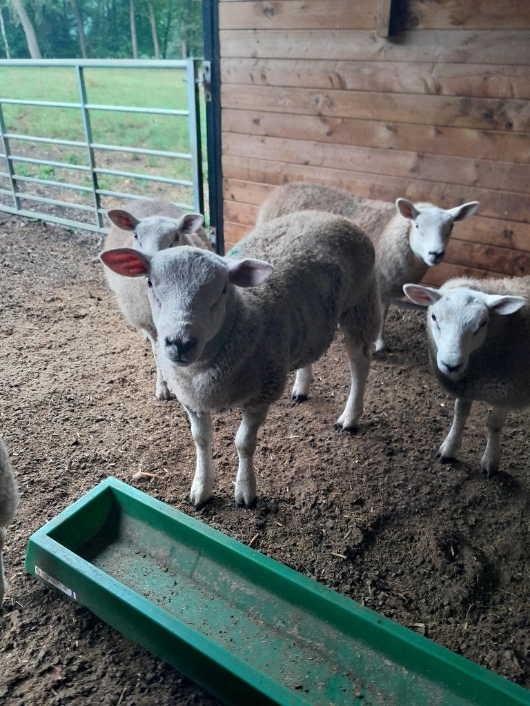 Jonge Schapenbokken, Mannelijk, Schaap, 0 tot 2 jaar