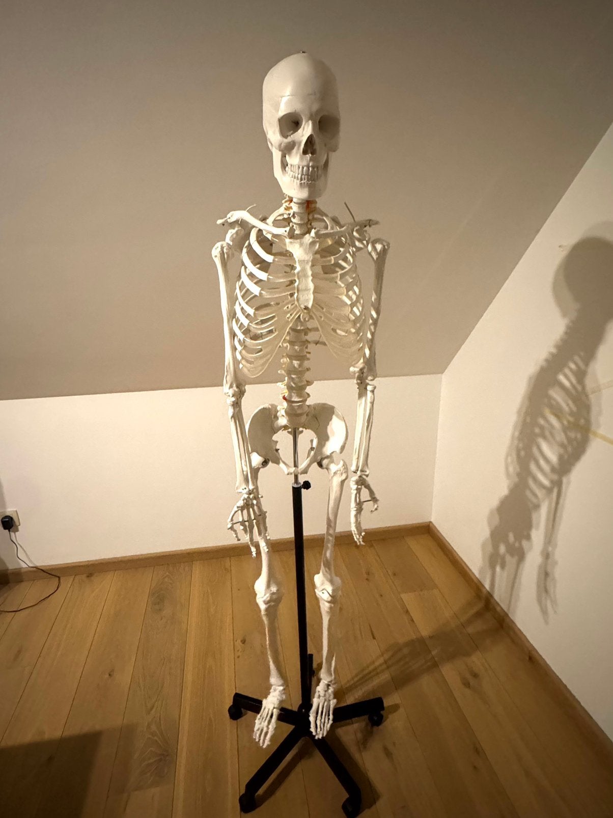Anatomisch skelet, Ophalen, Zo goed als nieuw