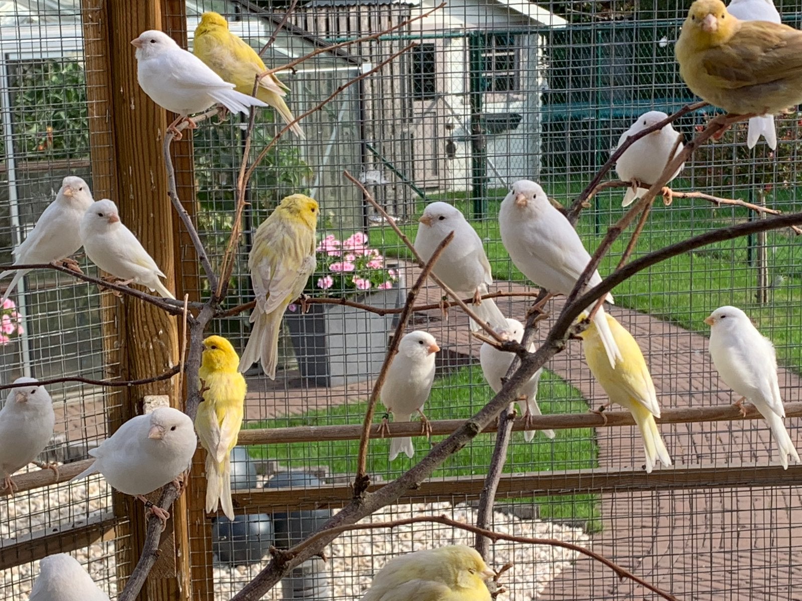 Grasparkieten witte en isabel, Animaux & Accessoires, Plusieurs animaux, Canari de couleur